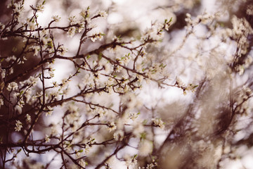 weiße zarte Blüten im Frühling