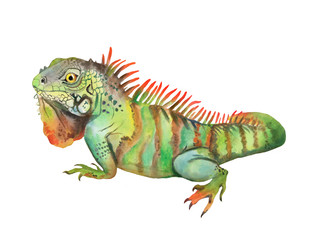 Watercolor illustration with iguana, beautiful reptile