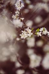 weiße zarte Blüten im Frühling
