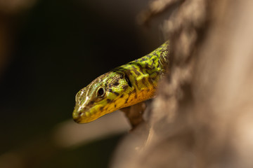 Green Lizard