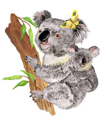 Watercolor illustration of an Australian animal koala with a cub. © Vladimir Savin