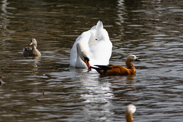 White swans together with various ducks and drakes swim freely and calmly in a freshwater quiet pond near the shore