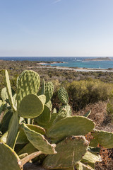 Sardinien Kaktus Panorama Bucht Capo Coda Cavallo