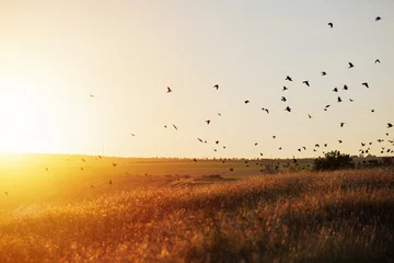  World environment concept. Birds flying on meadow in summer sunset. Picture of birds flying at sunset over the crop field. Sunlight. © eduard