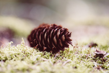 Tannenzapfen auf moosigem Waldboden
