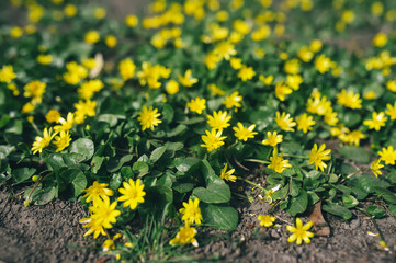 Obraz premium Beautiful Lesser celandine flowers. Ranunculus ficaria.