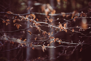 Braune Blätter im Gegenlicht