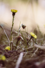 gelbe Blumen im Wald, zarte Farben