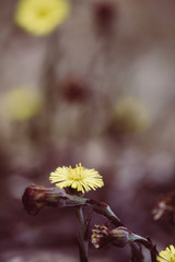 gelbe Blumen im Wald, zarte Farben