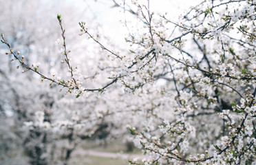The blossoming apple garden