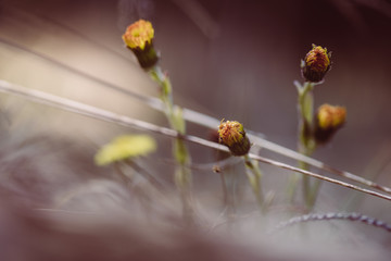 gelbe Blumen im Wald, zarte Farben