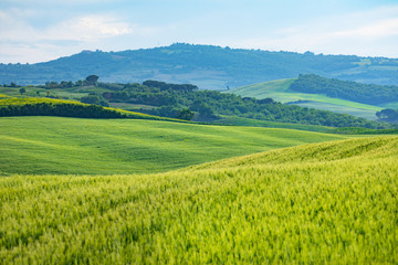 Obraz premium Tuscany spring, rolling hills on spring . Rural landscape. Green fields and farmlands. Italy, Europe