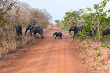 Elephant crossing a dirt road in Nazing national park in Burkina Faso - obrazy, fototapety, plakaty