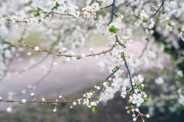 Blossoming tree of an apple-tree.