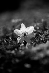 Zarte Blüte im Wald