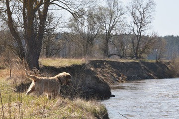 Nature, green grass, river and dog.