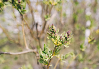 Kidneys on a branch of a siren in early spring.