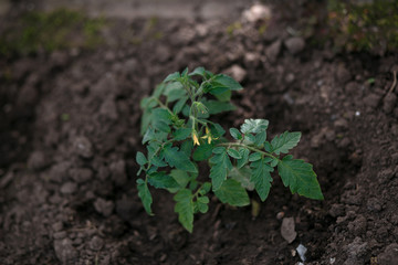 tomato grows in the garden