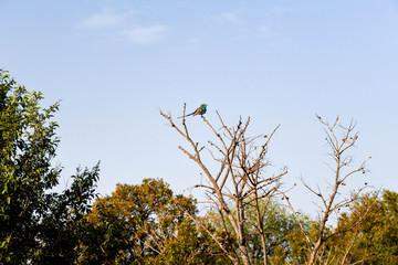 Multi colored bird sitting on a branch in Nazinga national park