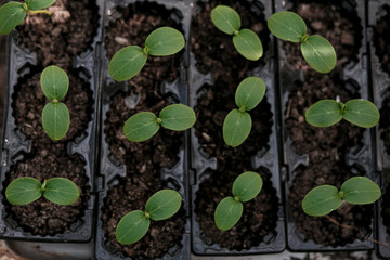 cucumber seedlings in the garden