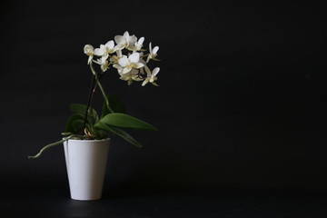 orchidea © MimmoDonghiaPhotoVid