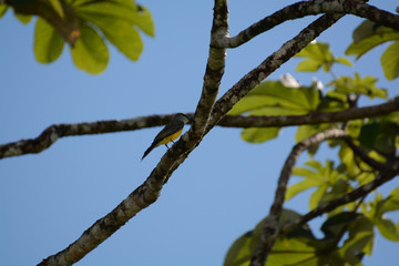  albero nel parco manuel antonio 