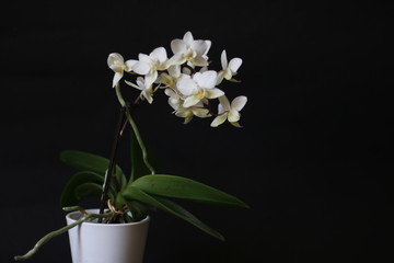 orchidea © MimmoDonghiaPhotoVid