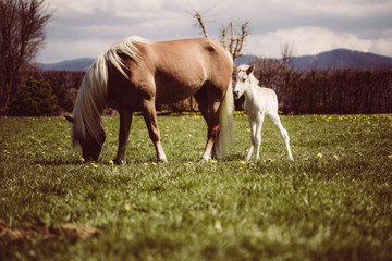 Stute mit Fohlen in der Natur © Bianca