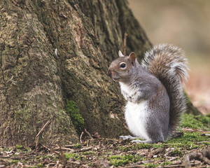 squirrel in the park