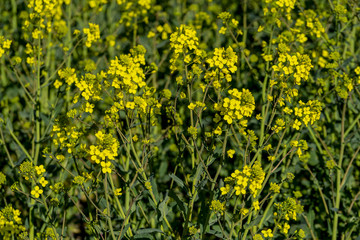 field of Rapeseed