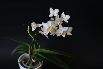 orchidea