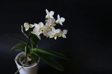 Fototapeta na wymiar orchidea