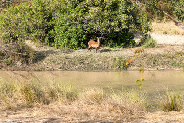 A gazelle is standing on the other side of a river in Nazinga National Park