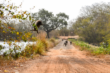 A monkey jumps off a tree in  Nazinga National Park