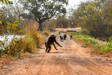 Fototapeta na wymiar A monkey jumps off a tree in Nazinga National Park