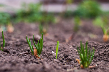Sprouts of onions sprouted in the ground I sunny spring day