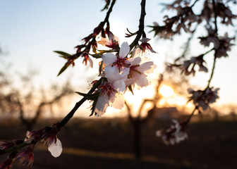 Almond flowers branch. Beautiful nature scenewith blooming tree and sun flare. Sunny day. Spring flowers. Beautiful orchard. Copy space.