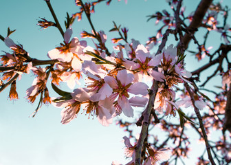 Almond flowers branch.Pink Almond blossom flowers in a bright day with a blue sky spring day. Copy space.