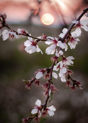 Flowering Almond branch closeup with a blurred background. Selective focus of beautiful almond blossoms