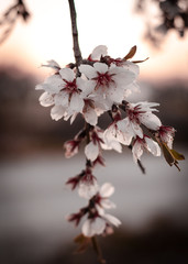 Spring concept. White and pink almond flowers. Blurred nature background. Vintage mood.