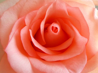 beautiful blooming orange rose macro shot
