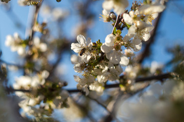 A branch of a blossoming cherry with blur.