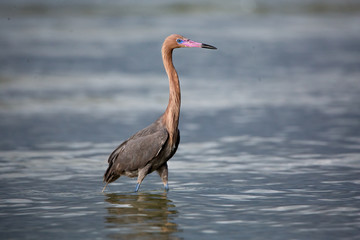 tri colored heron