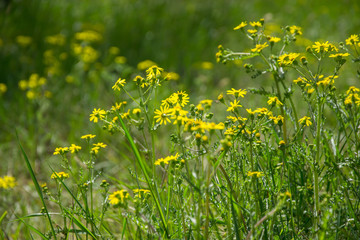 Field of beautiful Dahlberg daisy, meadow with wild flowers and green grass. Yellow blurred bokeh background, seasonal flora