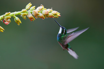Hummingbird, White-throated Mountain-gem (Lampornis castaneoventris) flying next to a bromelia toget nectar in San Gerardo del dota, Savegre, Costa Rica