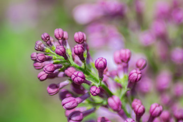 Close-up of purple lilac flower in bloom, blossoms in spring season, macro nature outdoors, seasonal, green background