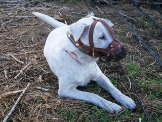 A white, aggressive dog with a mouth covering prevents it from biting people.