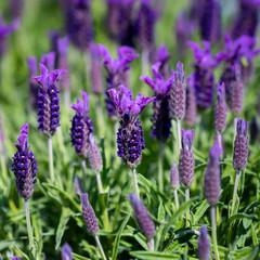 Obraz premium lavendel - lavender