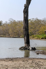 A crocodile rests down a tree near the water in Nazinga National Park