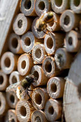 bee hotel